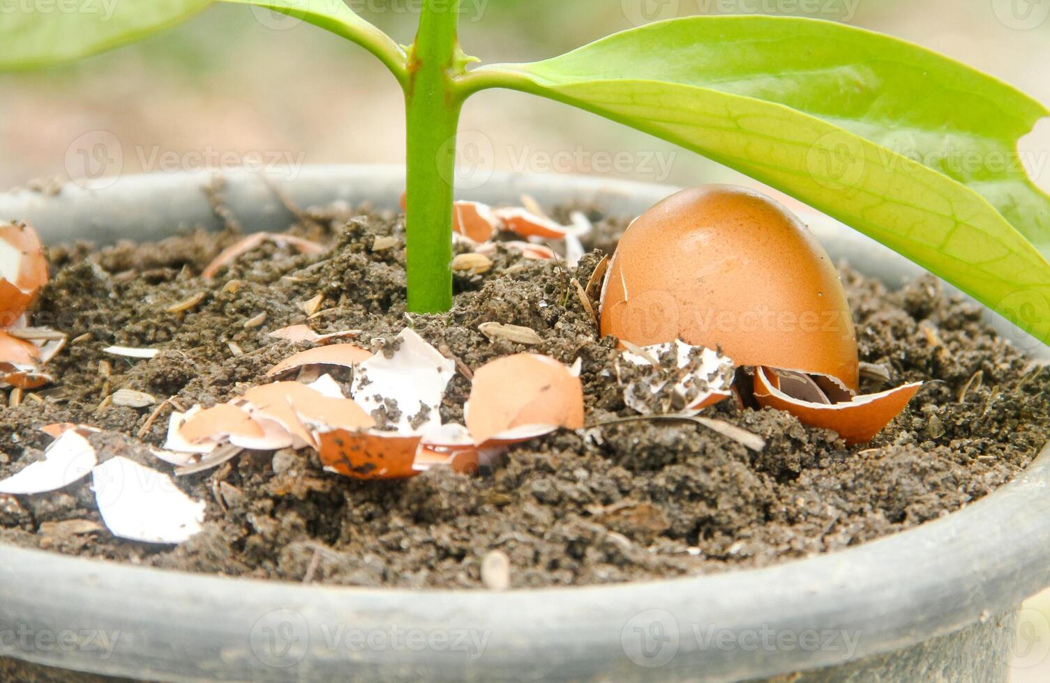 Egg shells and plants, the benefits of calcium from egg shells are good for plant fertility photo