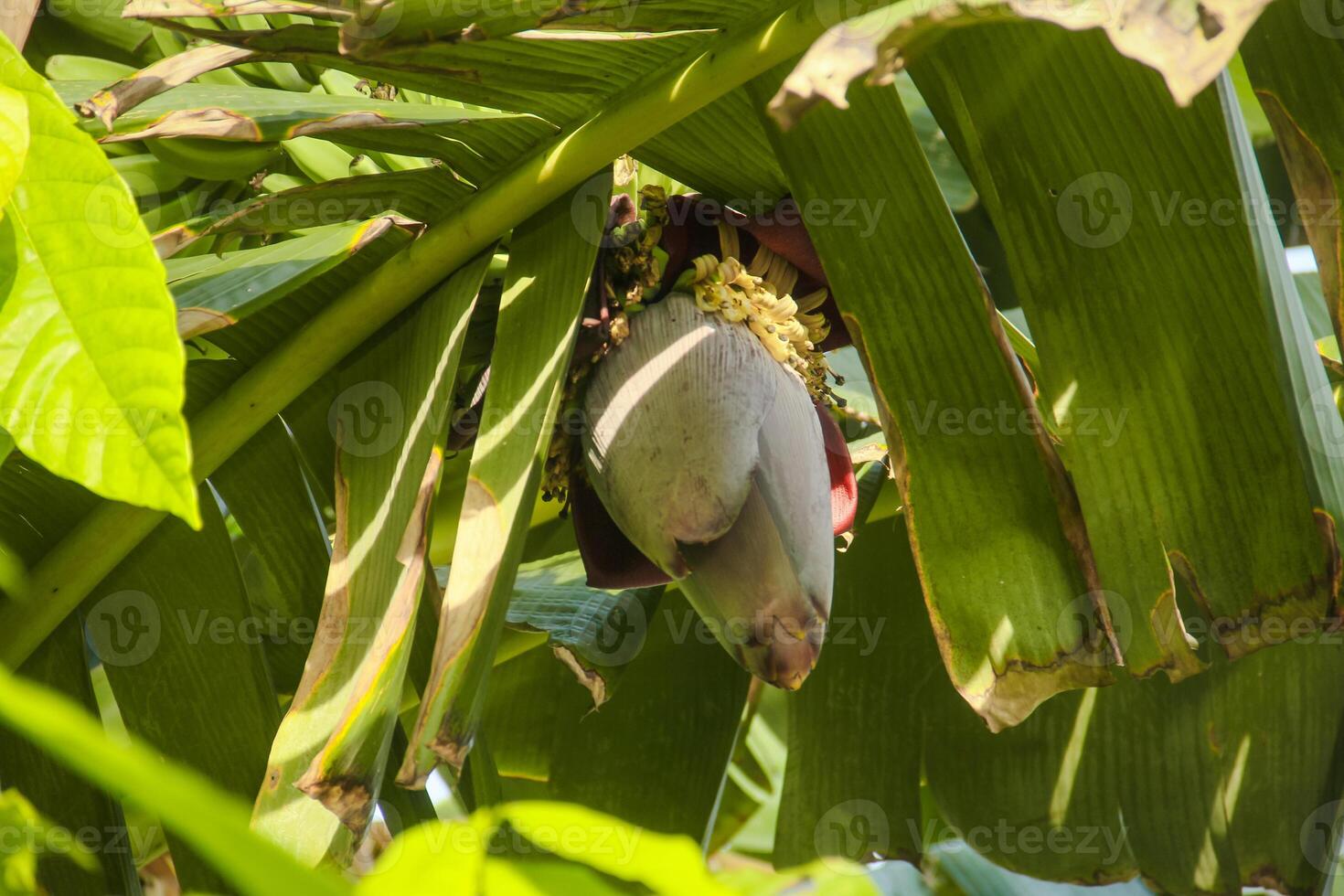 Banana blossoms and green bananas that are still on the tree photo