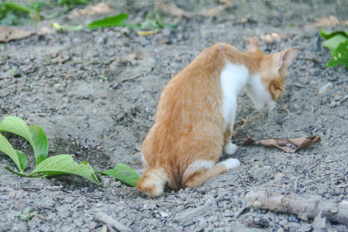 A kitten defecating on the dry ground in front of the yard photo
