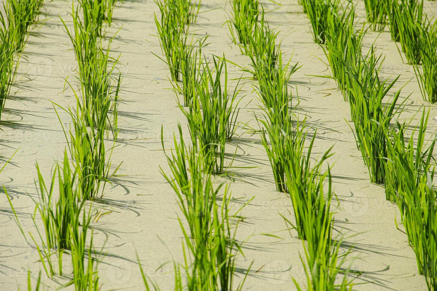 Rice fields planted with young rice that is ready to grow big photo