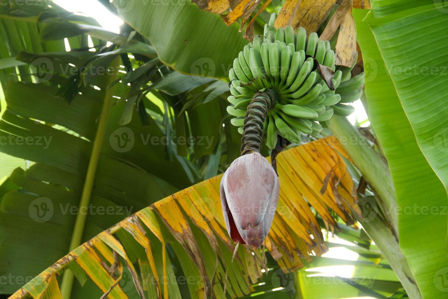 Banana blossoms and green bananas that are still on the tree photo