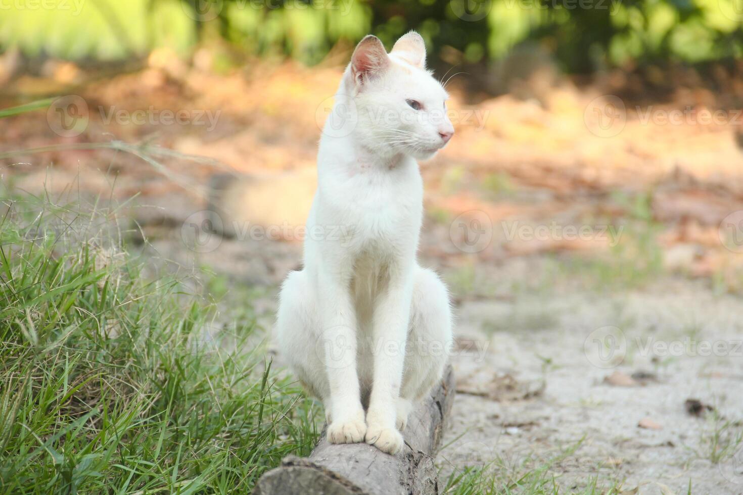 White cat in the green grass photo