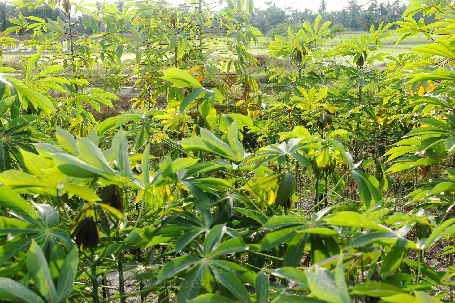 Cassava plants are grown in a traditional way in a region in Indonesia photo