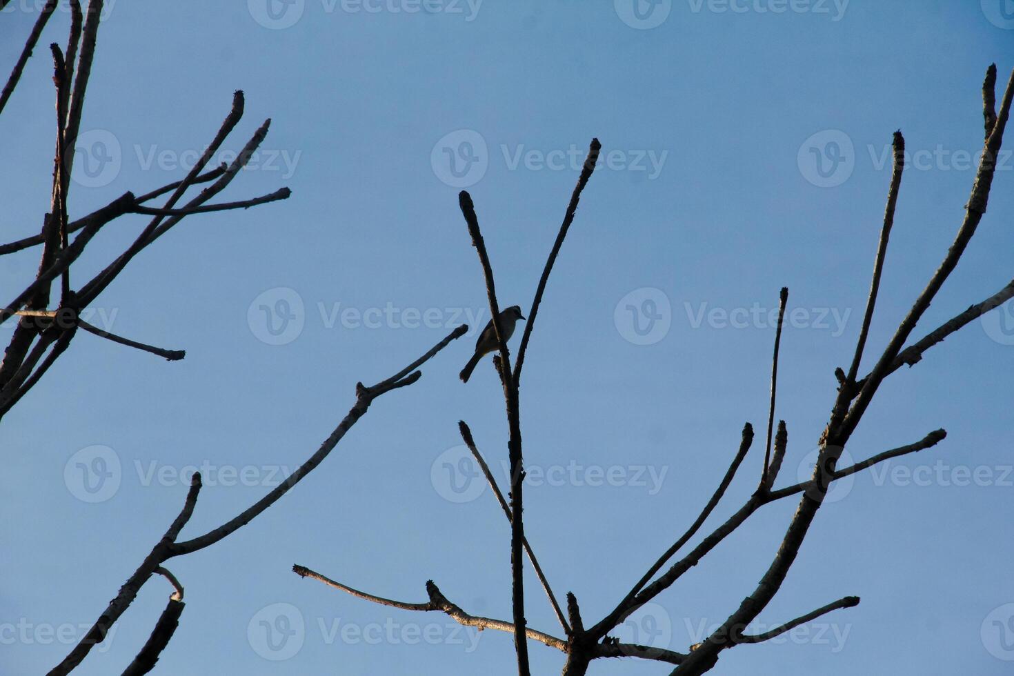 The silhouette of a small bird perched on a small branch of a tree that doesn't have many leaves photo