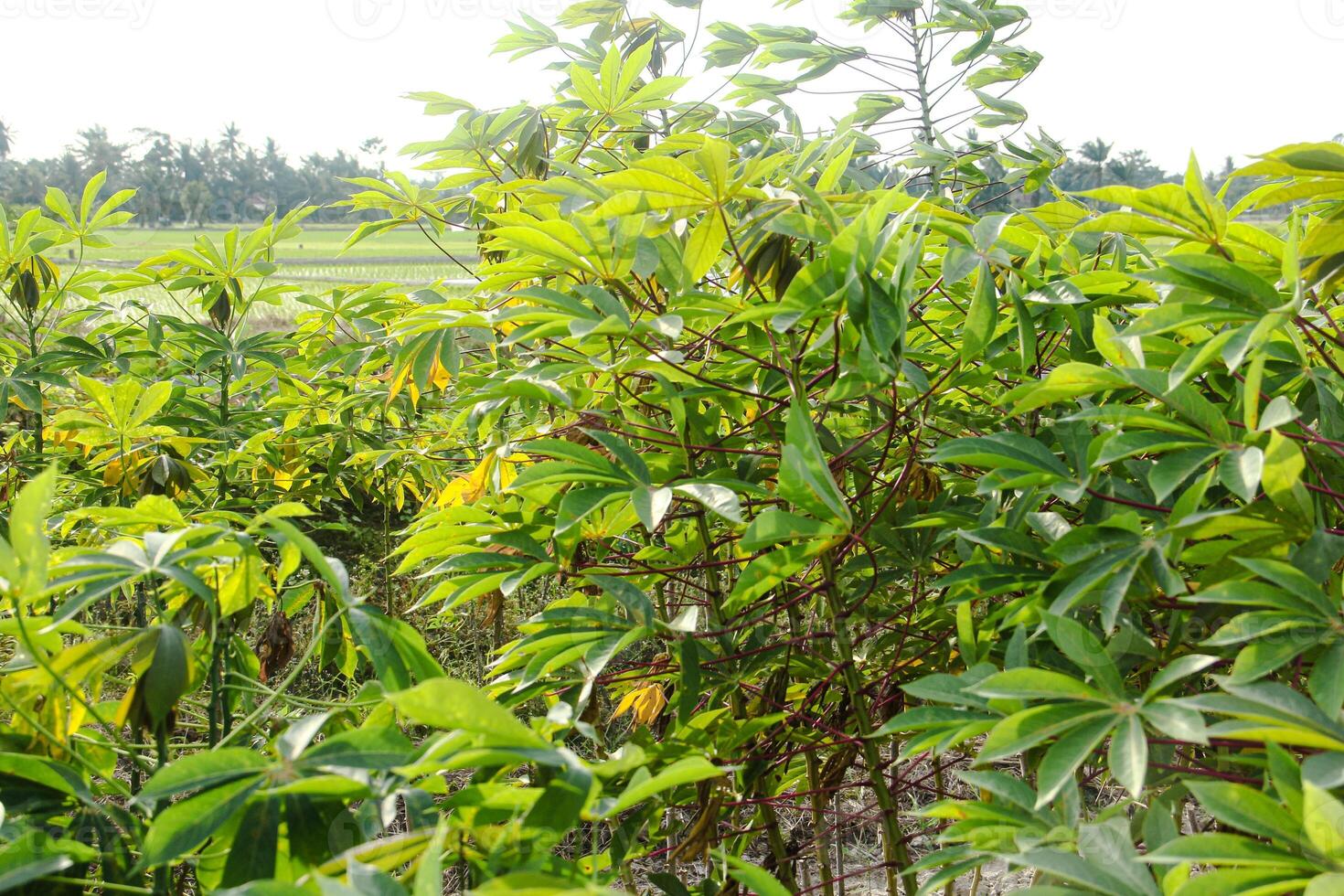 Cassava plants are grown in a traditional way in a region in Indonesia photo