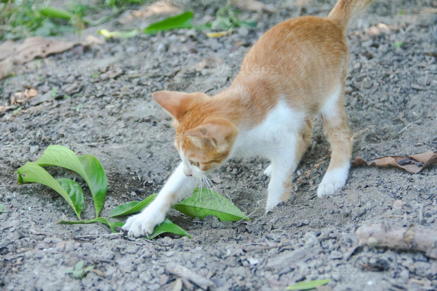 A kitten defecating on the dry ground in front of the yard photo