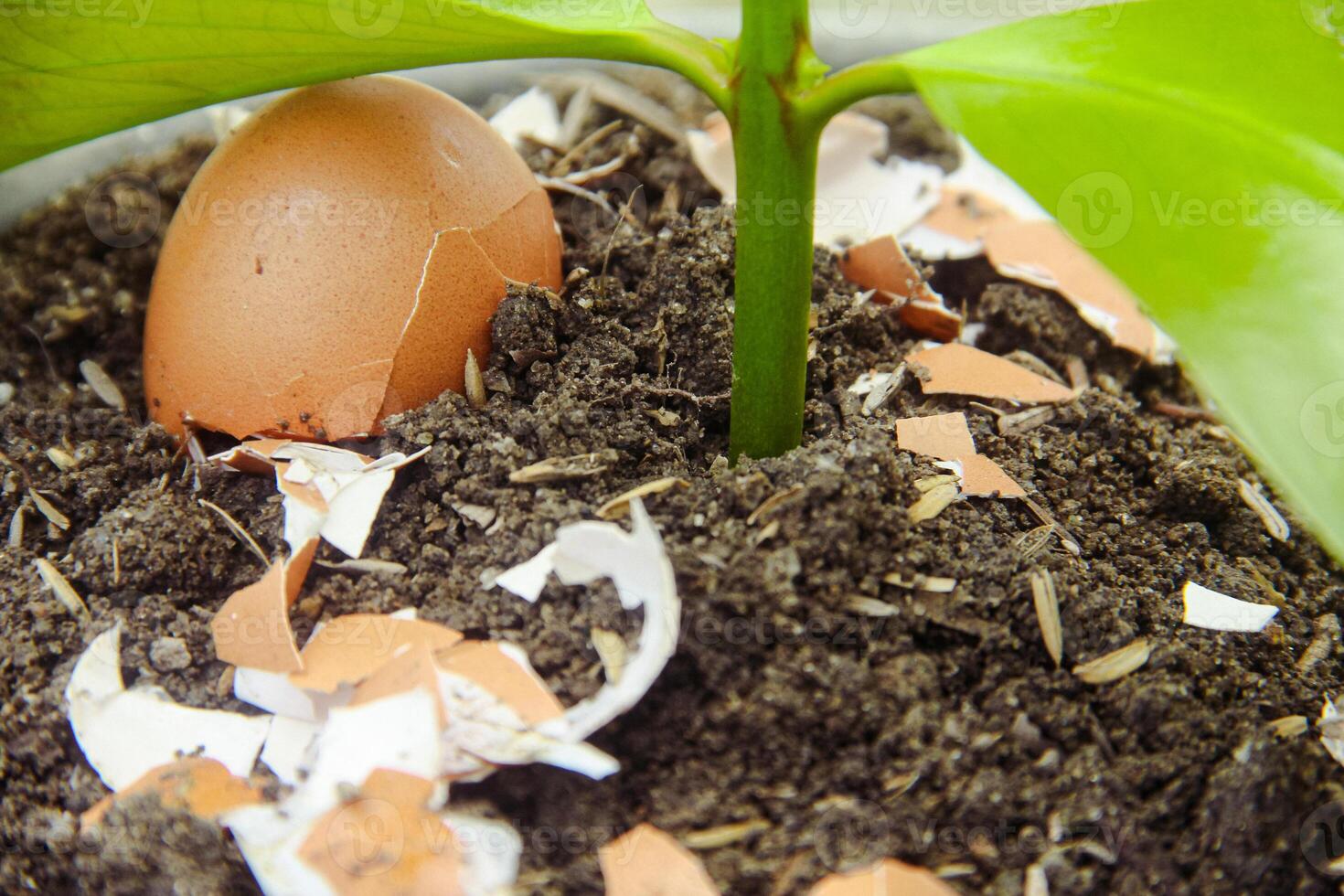 Egg shells and plants, the benefits of calcium from egg shells are good for plant fertility photo