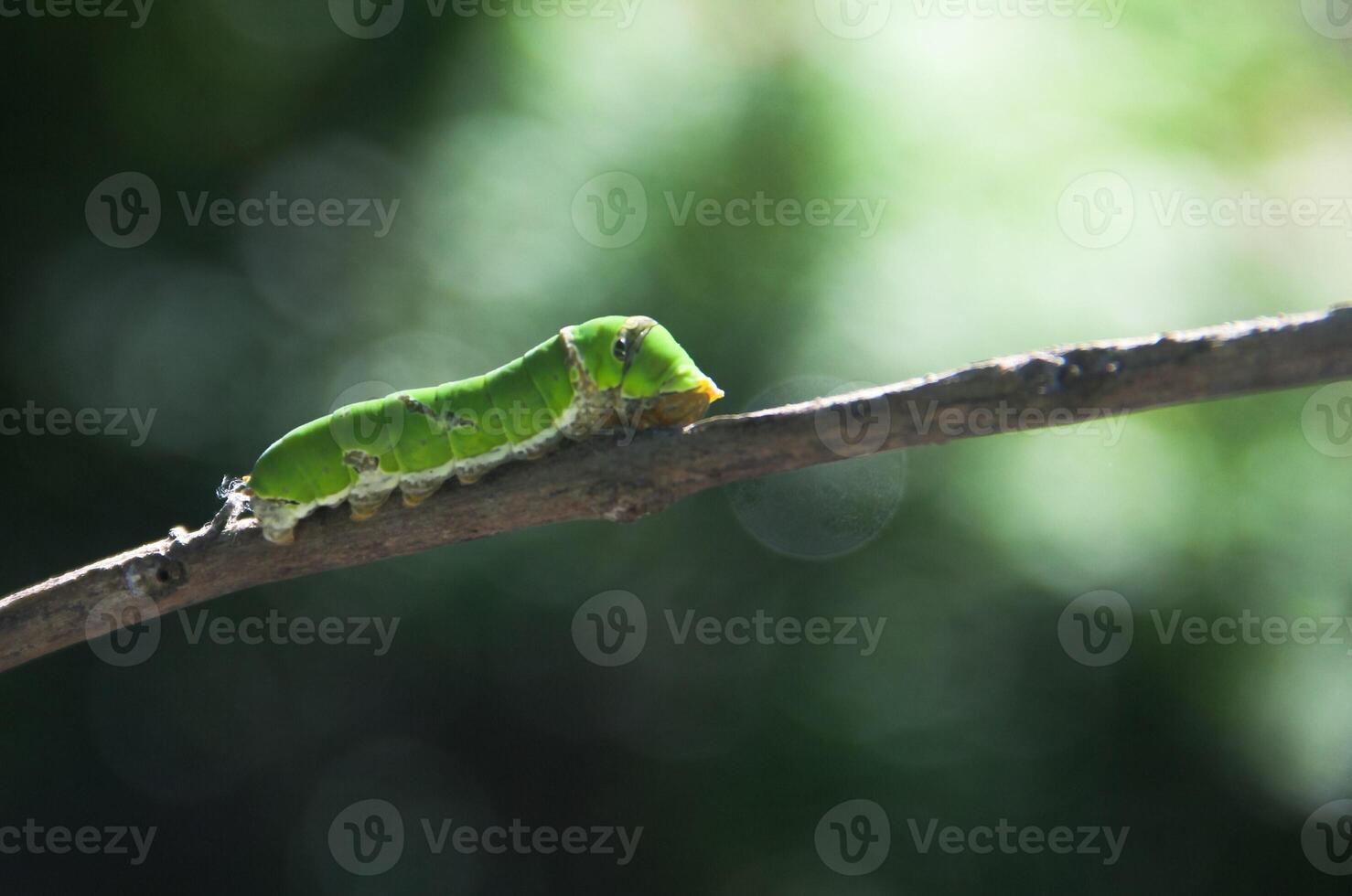 Macro photography of a green caterpillar walking on a twig and looking for food to prepare to become a cocoon photo