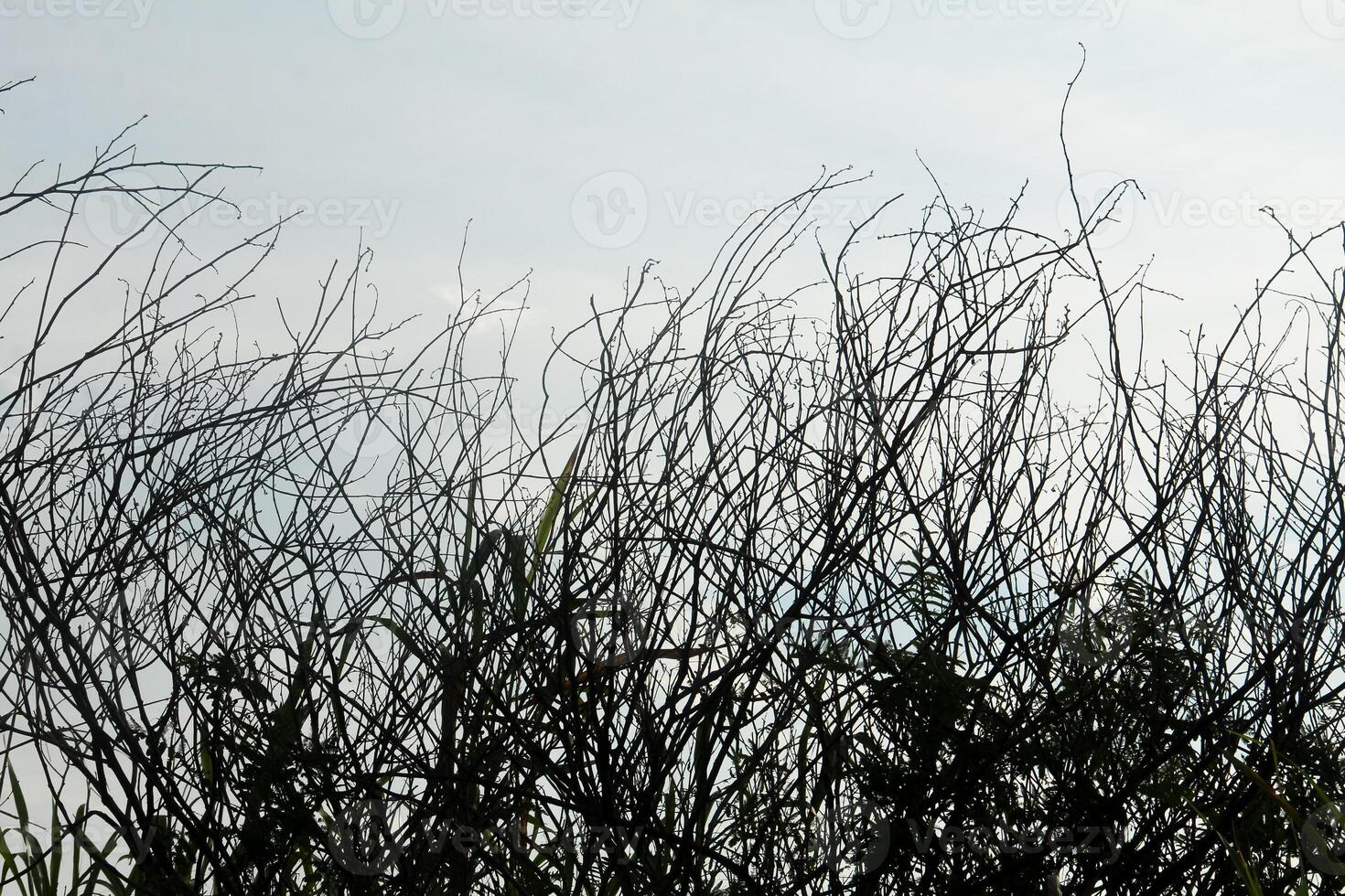 Dry trees with their leaves falling off leaving only their trunks and twigs photo