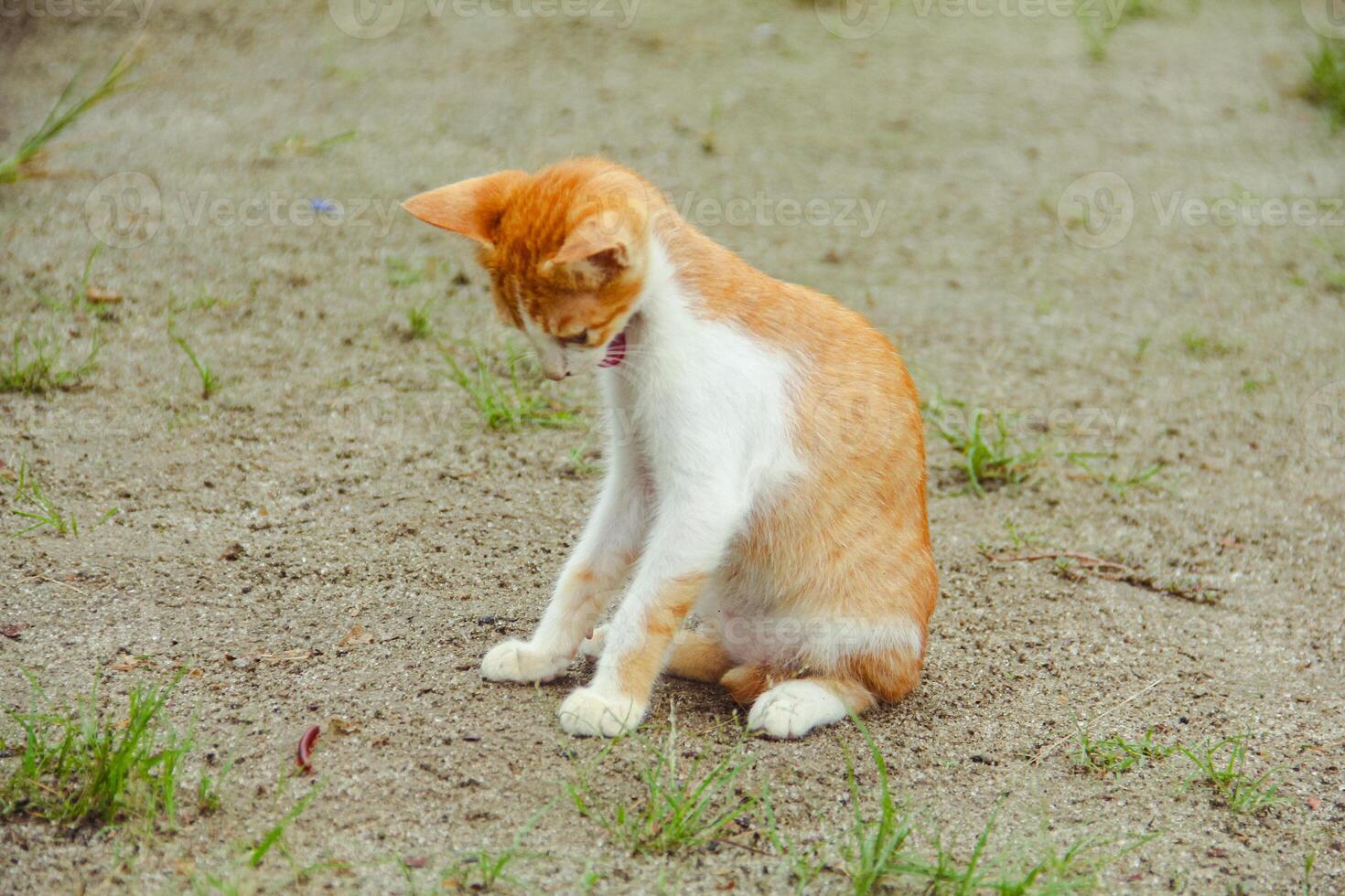 Kitten relaxing in the front yard of the house, portrait of a kitten relaxing photo