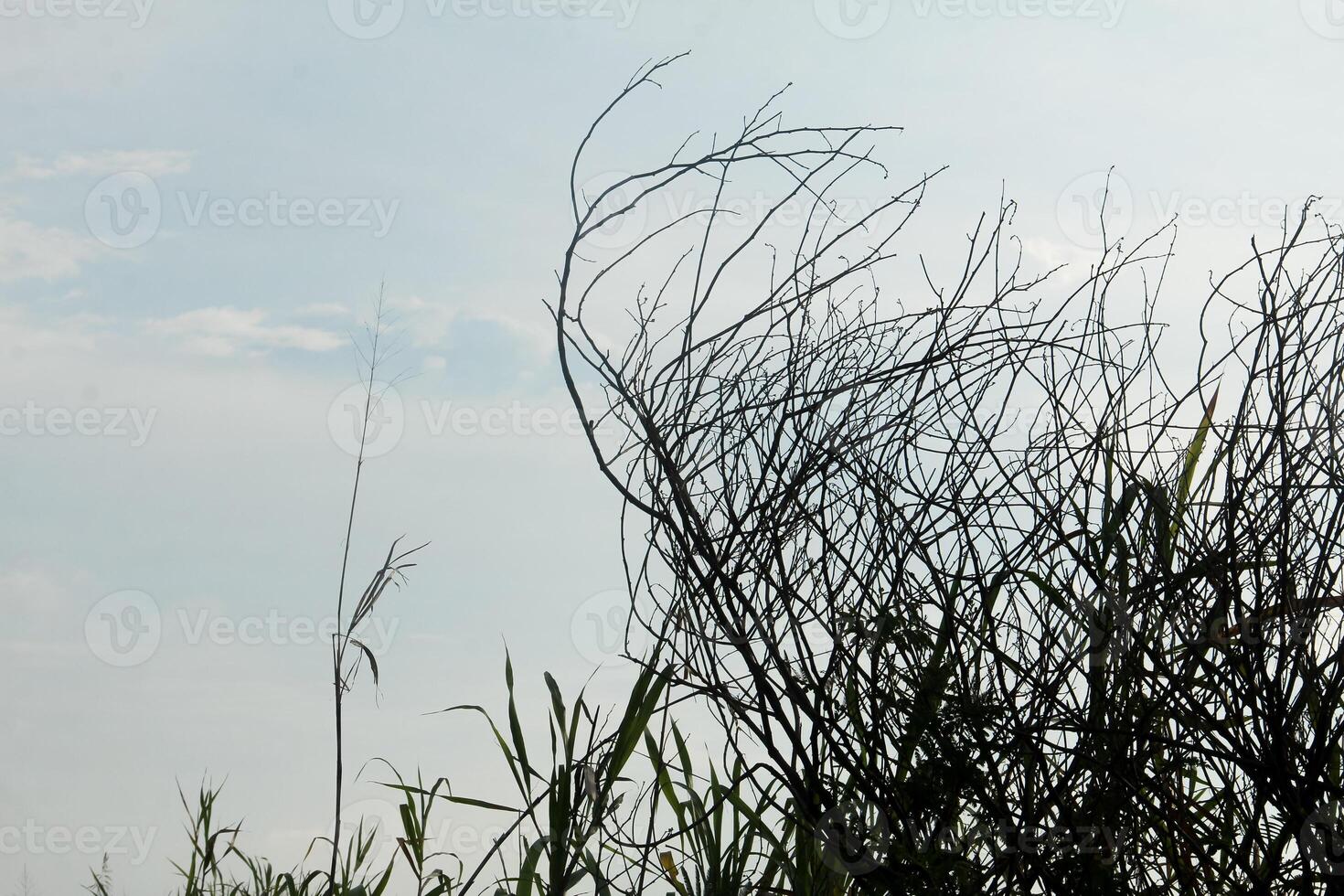 Dry trees with their leaves falling off leaving only their trunks and twigs photo