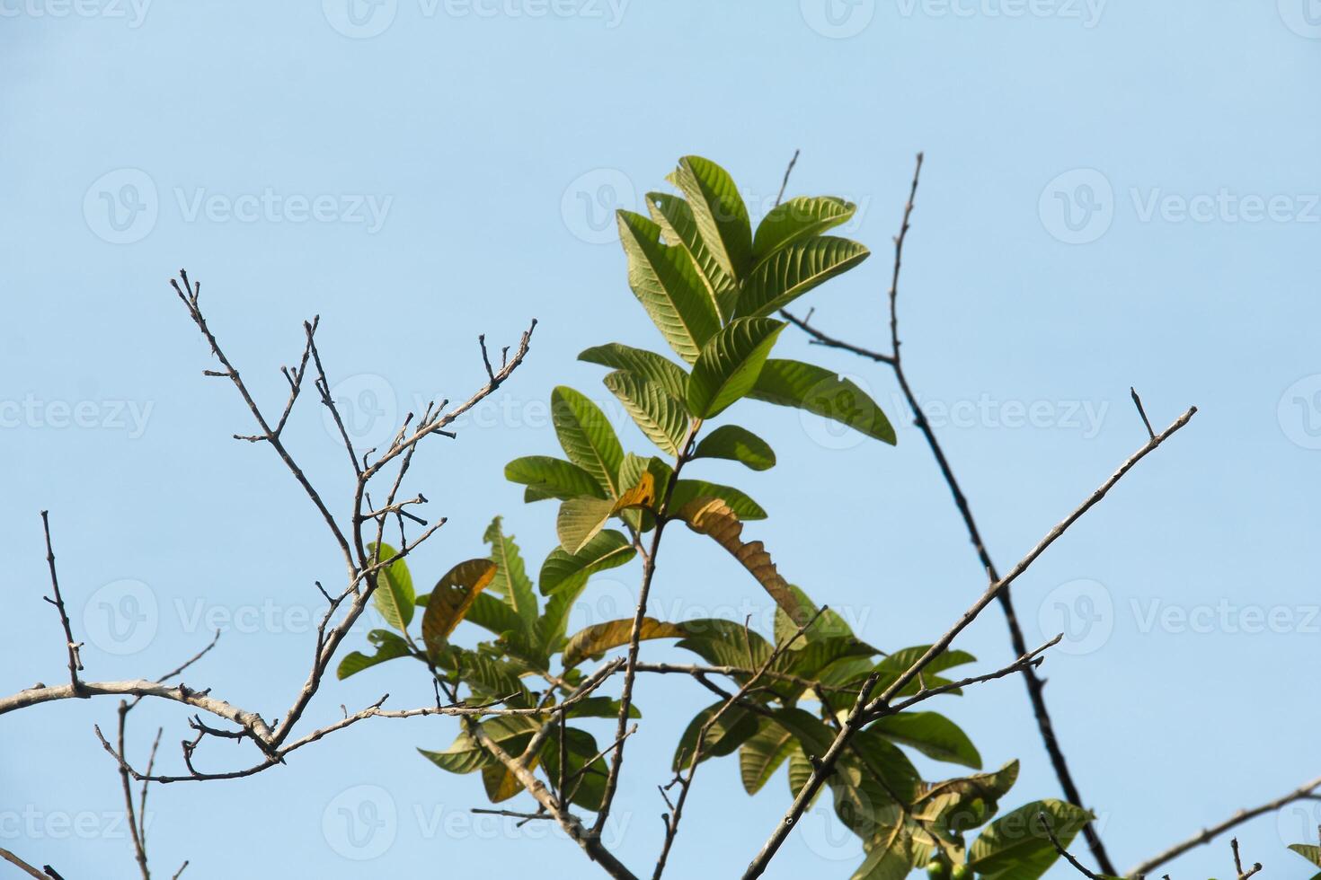 Dry trees with their leaves falling off leaving only their trunks and twigs photo