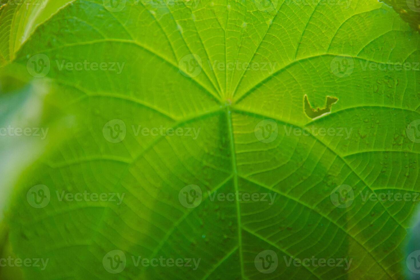 Morning dew drops on fresh green leaves with negative space for writing photo