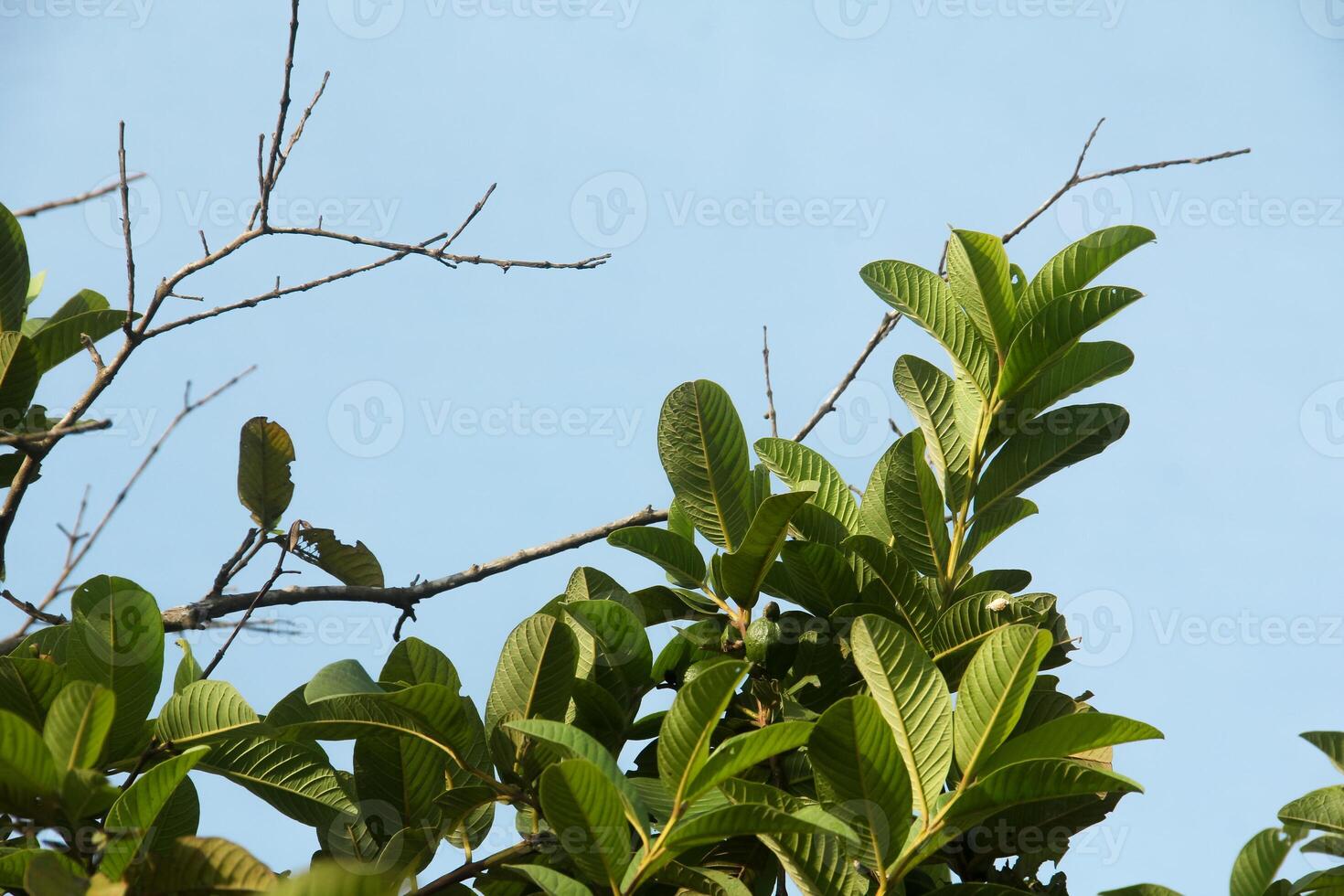 Dry trees with their leaves falling off leaving only their trunks and twigs photo