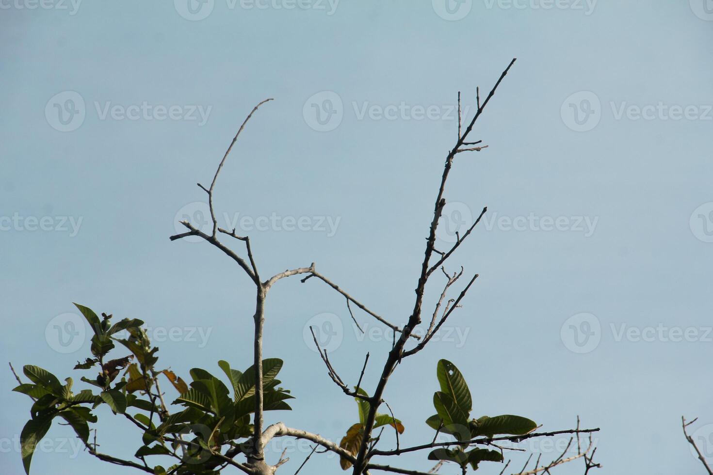 Dry trees with their leaves falling off leaving only their trunks and twigs photo