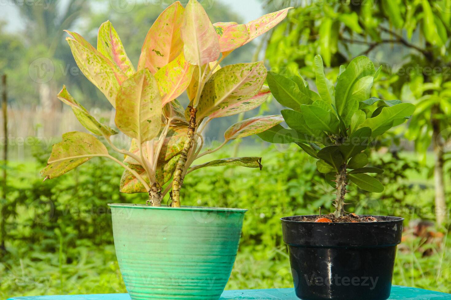Flower plants in pots, flower plants that beautify the yard of the house photo