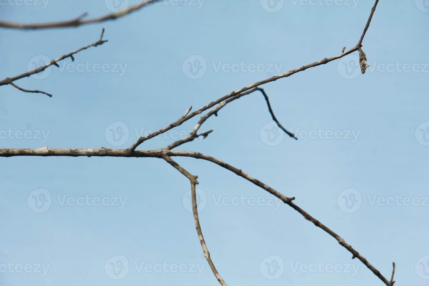 Dry trees with their leaves falling off leaving only their trunks and twigs photo