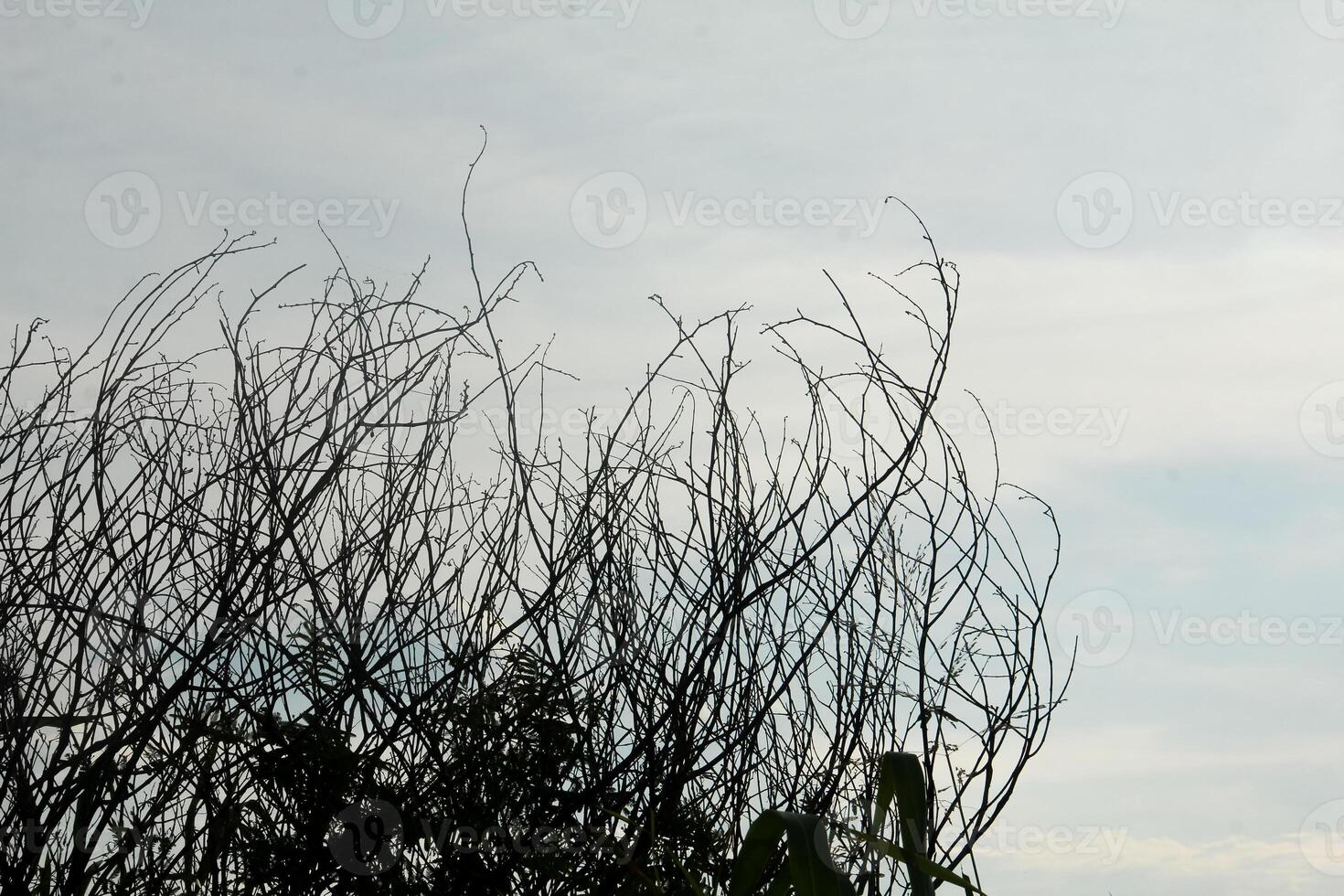 Dry trees with their leaves falling off leaving only their trunks and twigs photo