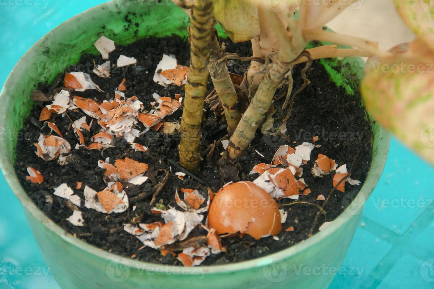 Egg shells and plants, the benefits of calcium from egg shells are good for plant fertility photo