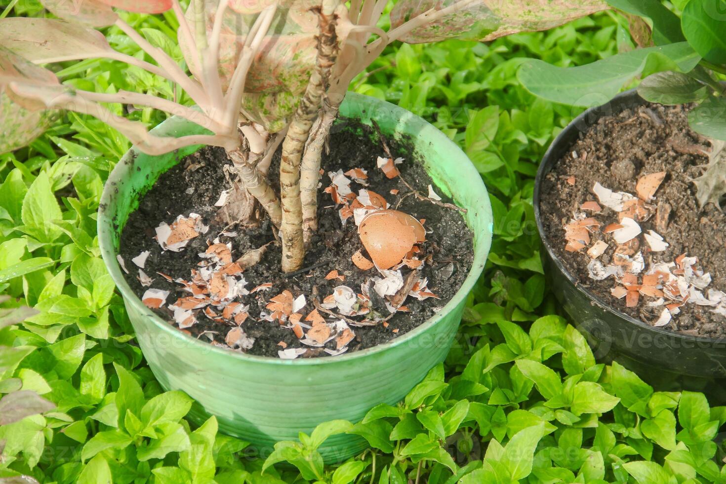 Egg shells and plants, the benefits of calcium from egg shells are good for plant fertility photo