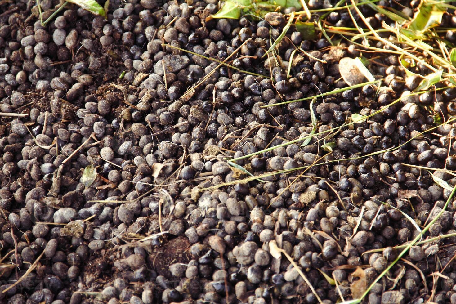 Goat Manure which can be used as organic fertilizer for plants photo