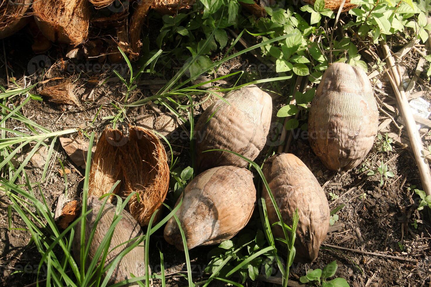 Dried coconut fiber which can be used as raw material for crafts or coco peat for soil fertility photo