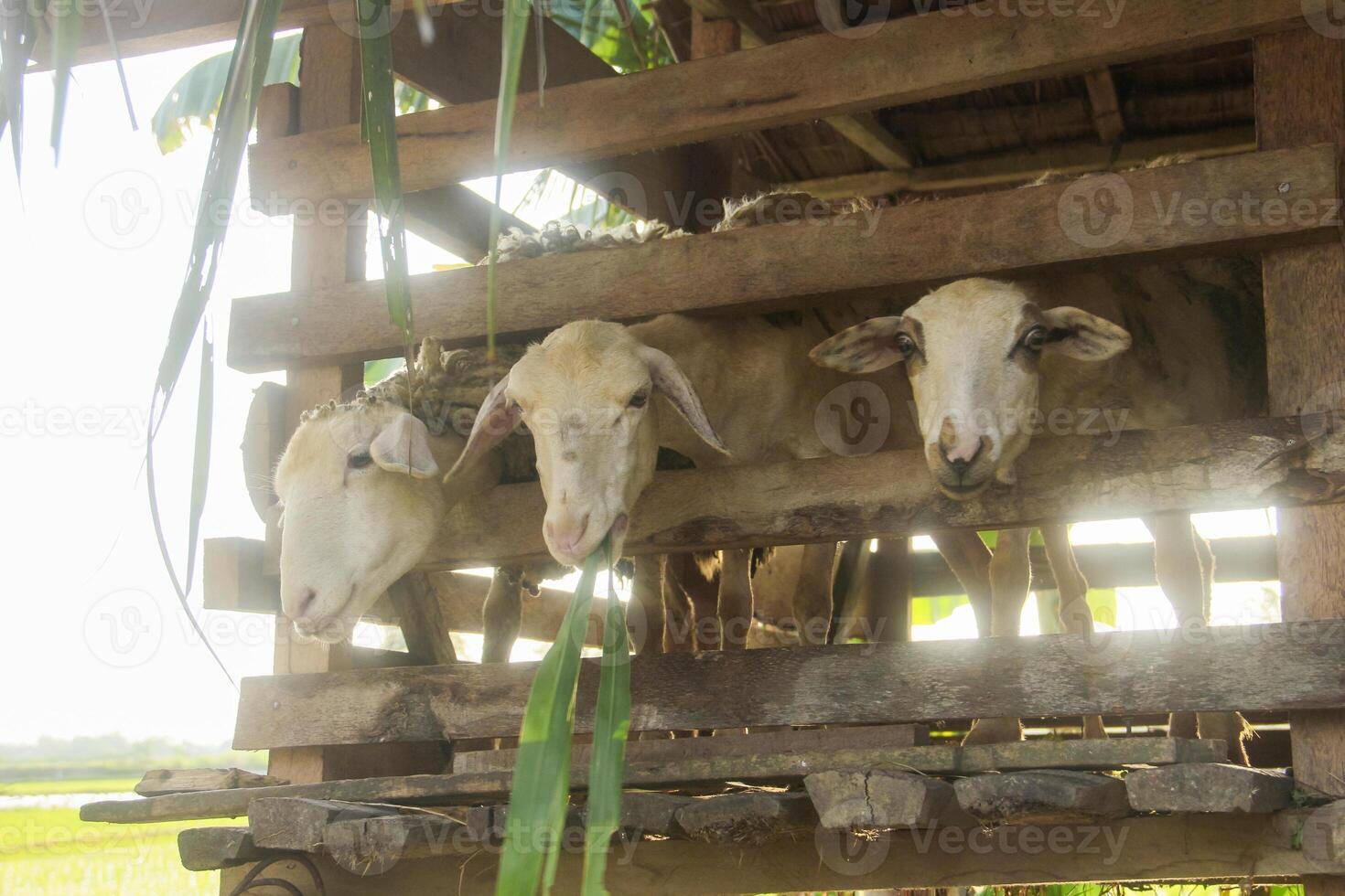 Goat farming, goats are in cages and are usually used as animals for Eid al Adha photo