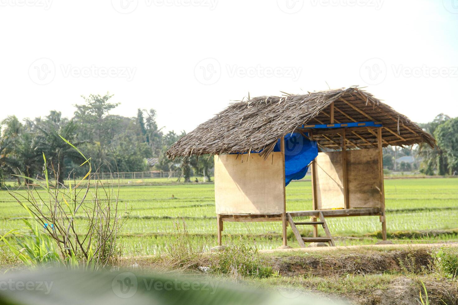 Small huts in the middle of rice fields are usually used by farmers as a place to rest and avoid the sun photo