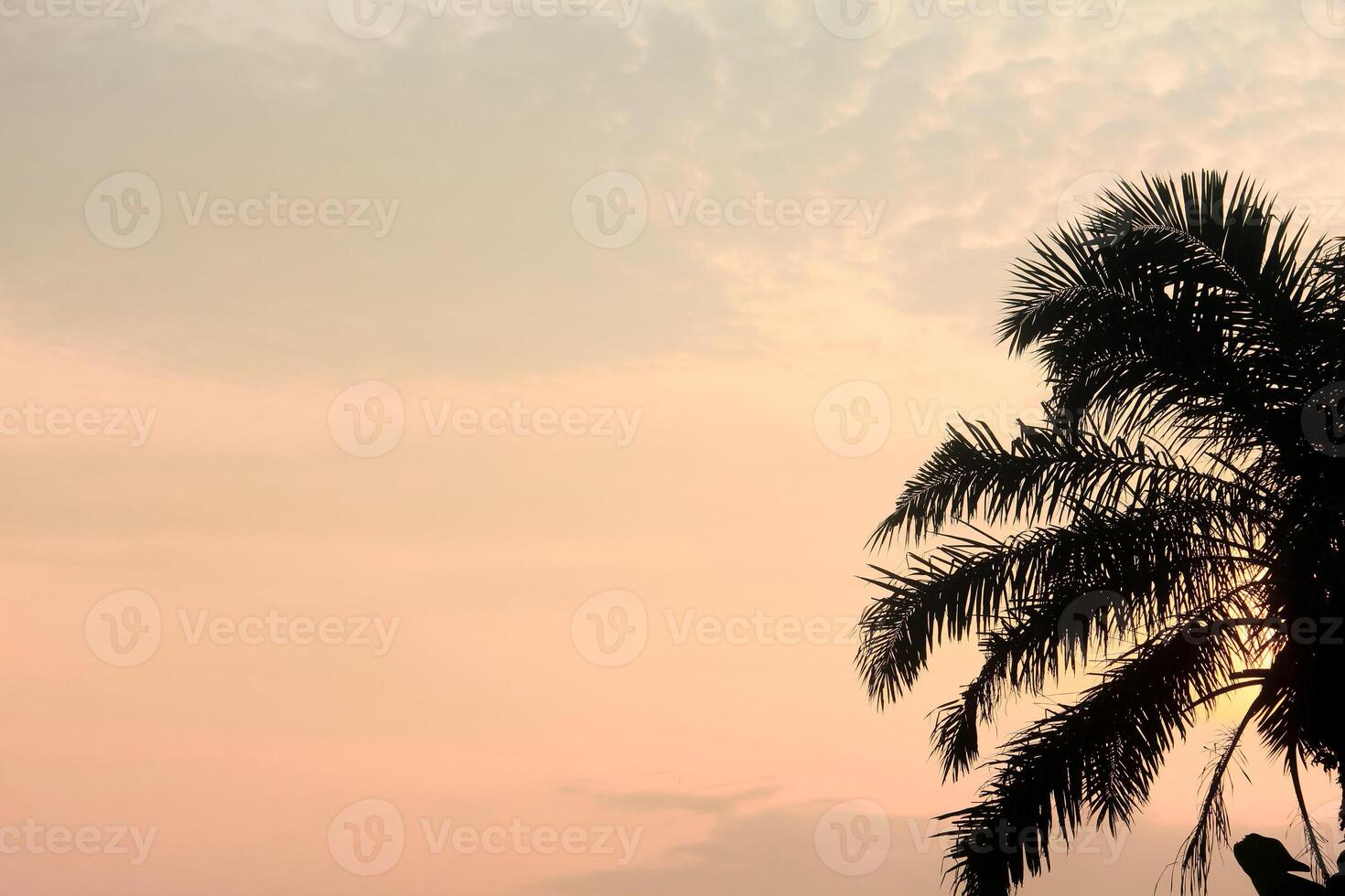 Silhouette of an oil palm tree in the morning, an old oil palm tree in Indonesia photo