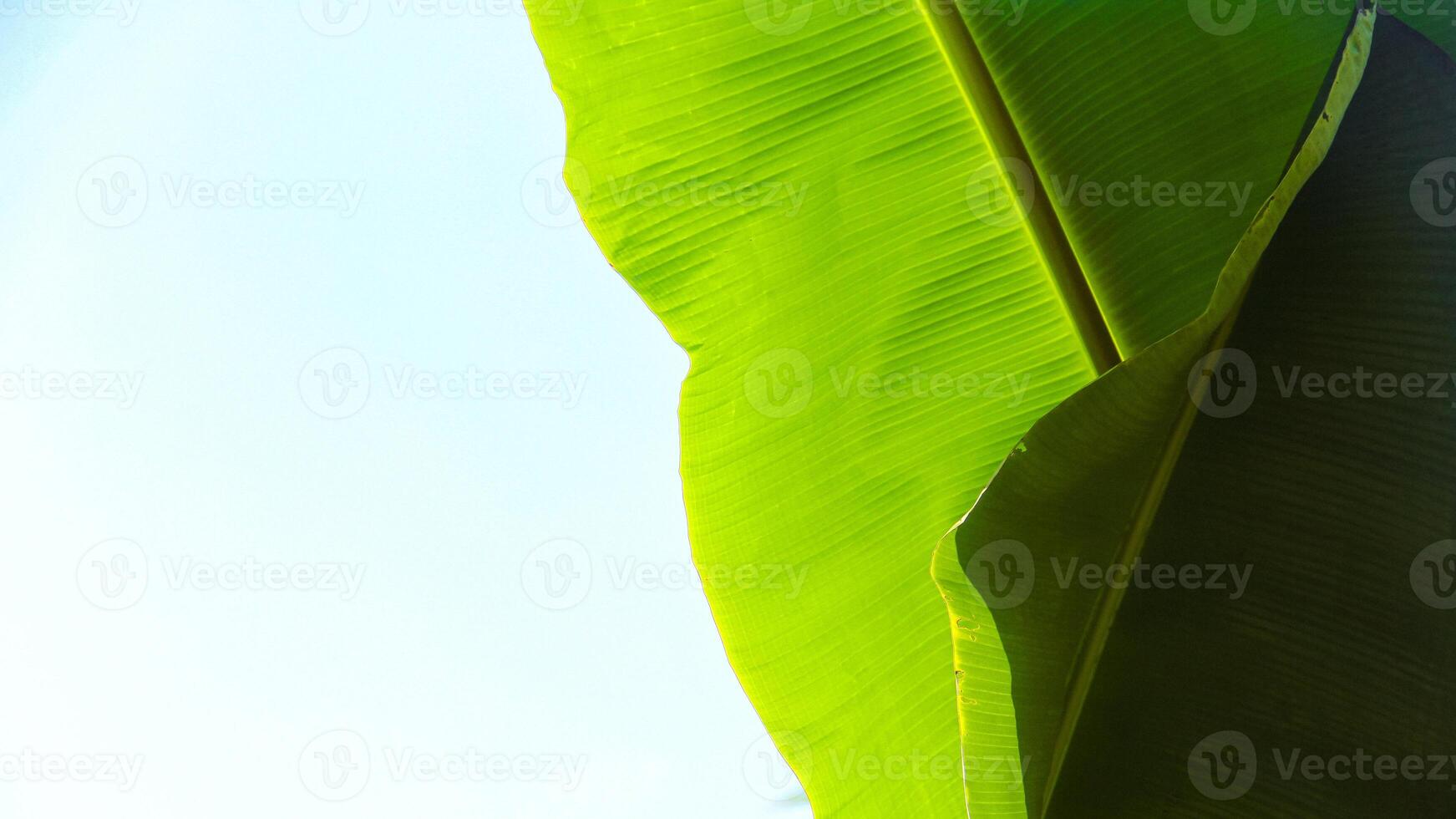 Close Up of a banana leaf with clear and beautiful leaf structure photo