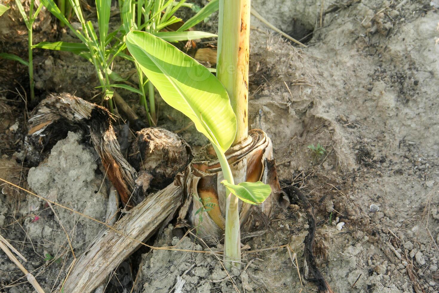 Banana tree saplings or shoots from banana plants that live around the parent plant photo
