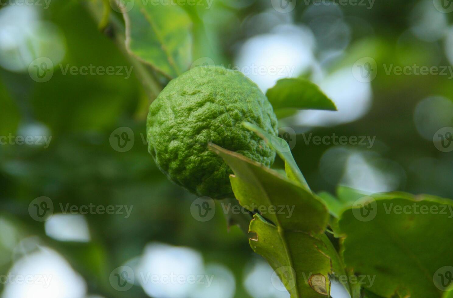 Green kaffir lime fruit that is still on the tree and shines with beautiful morning sunlight photo