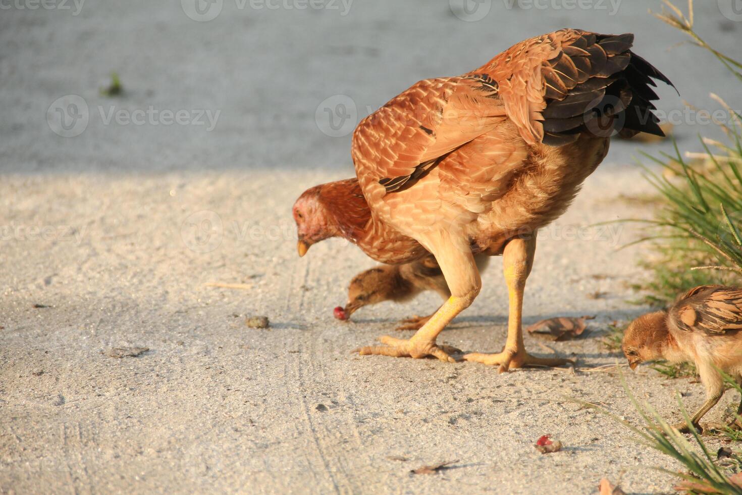 The hen and her chicks look for natural food in the green grass photo
