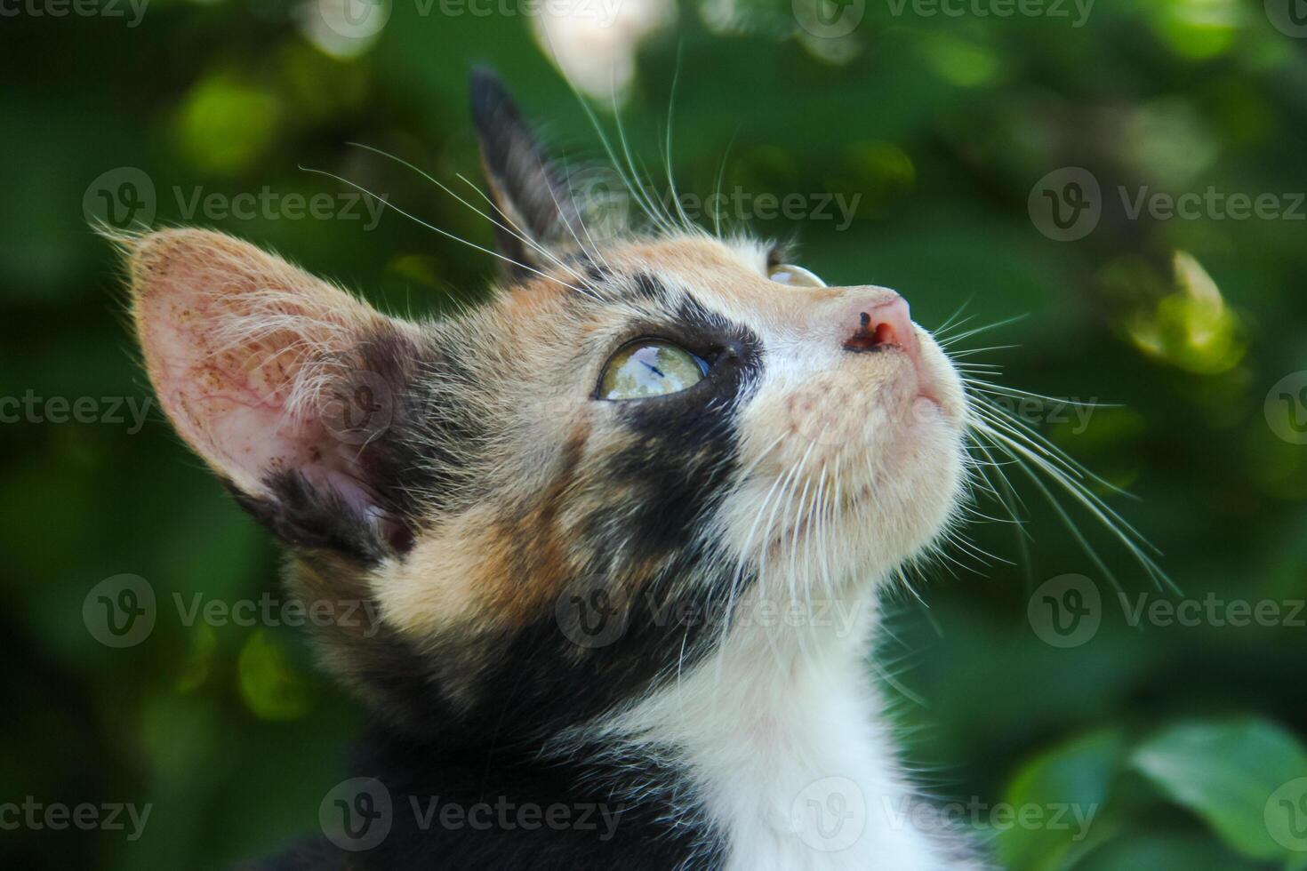 Close-up of a kitten's face in the front yard of the house photo