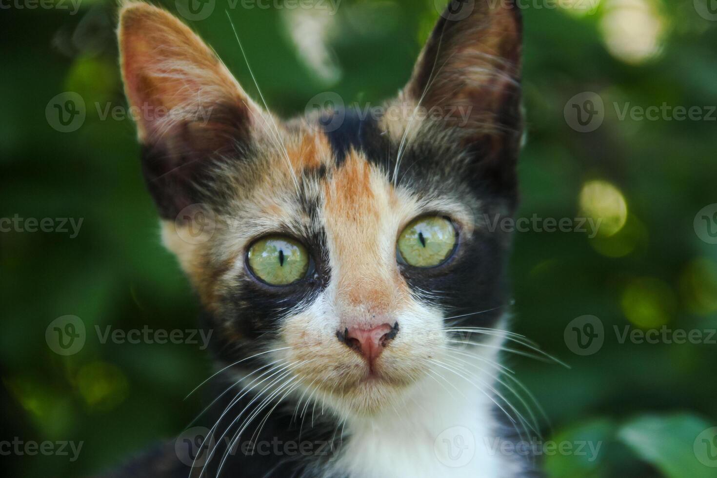 Close-up of a kitten's face in the front yard of the house photo
