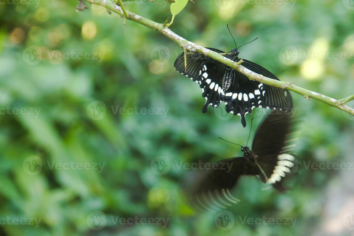 A skipper butterfly is perched on a lime tree and is being disturbed by other skipper butterflies photo