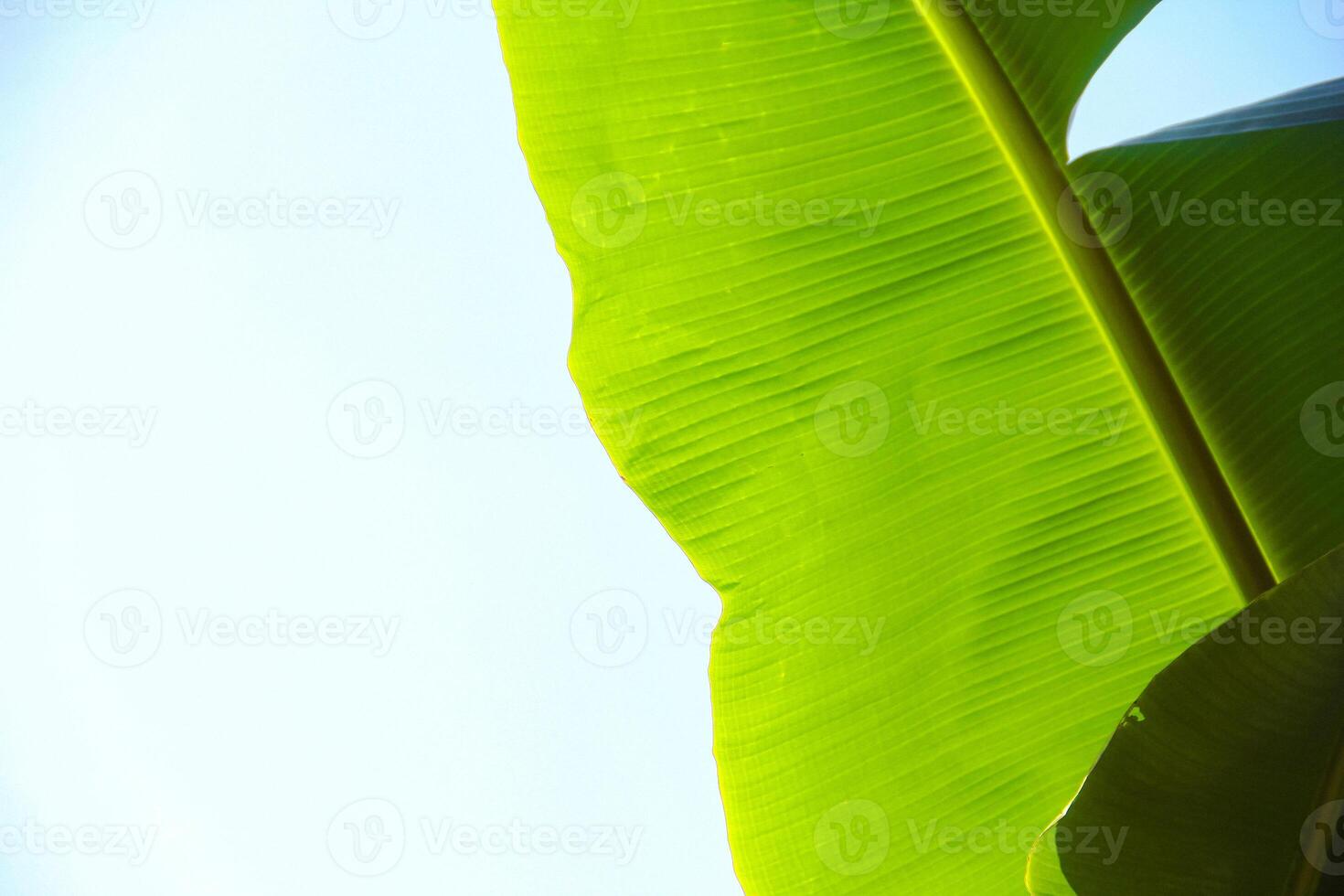 Close Up of a banana leaf with clear and beautiful leaf structure photo