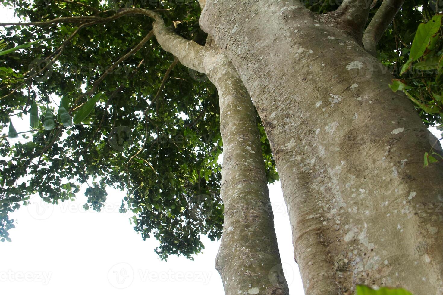 Sandoricum koetjape or Harp tree, low angel from the Harp tree which has a large trunk and lush green leaves photo