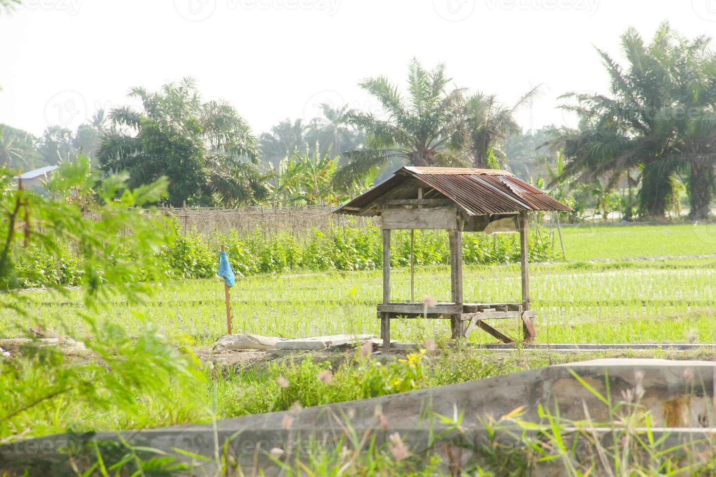 Small huts in the middle of rice fields are usually used by farmers as a place to rest and avoid the sun photo