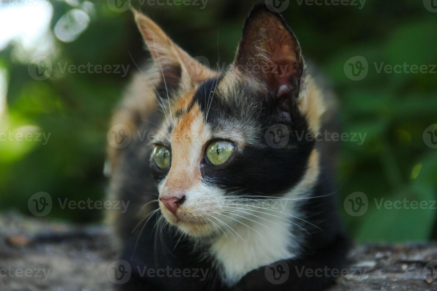 Close-up of a kitten's face in the front yard of the house photo
