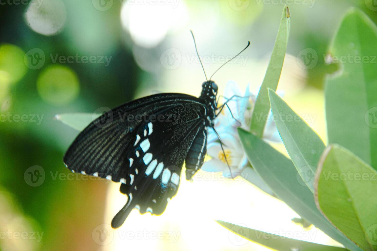 Skipper butterfly or euphyes vestris in the hesperlidae family, a small brown butterfly that perches on young leaves and lime flower photo