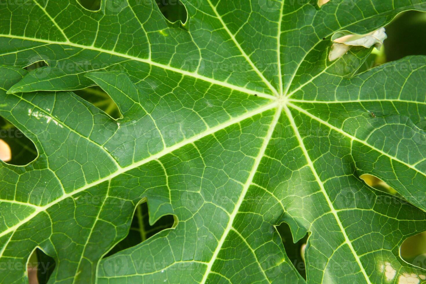 Close Up of the leaf structure of a fresh, green papaya tree leaf photo