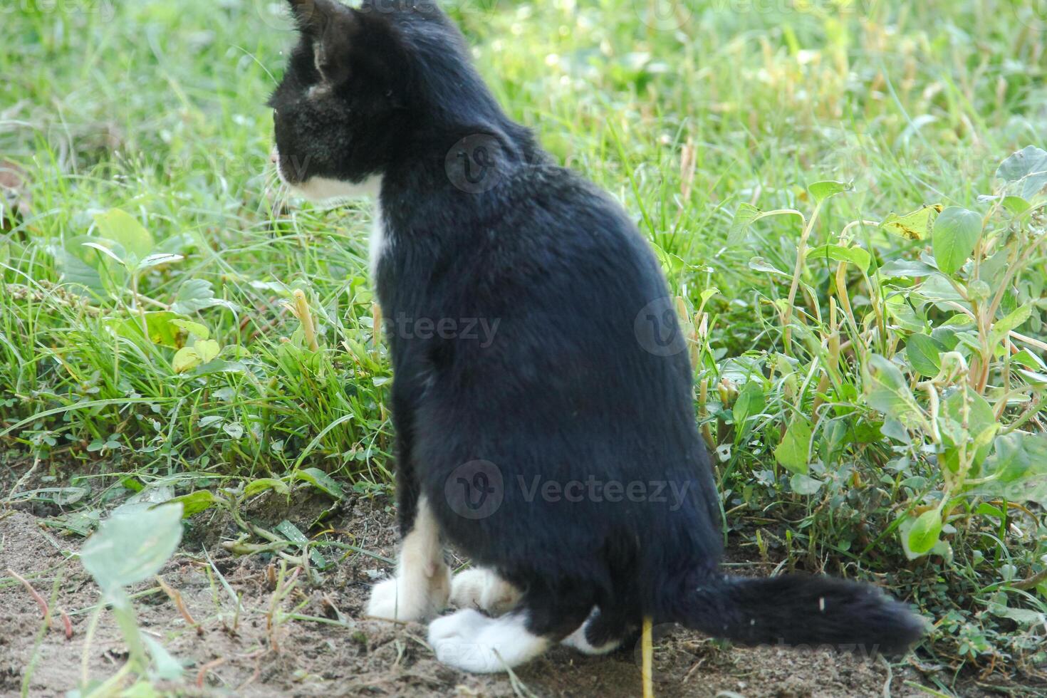 A kitten defecating on the dry ground in front of the yard photo