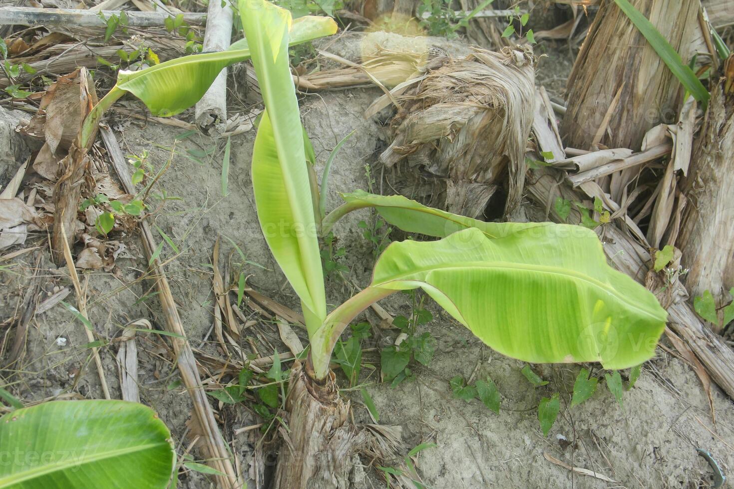 Banana tree saplings or shoots from banana plants that live around the parent plant photo