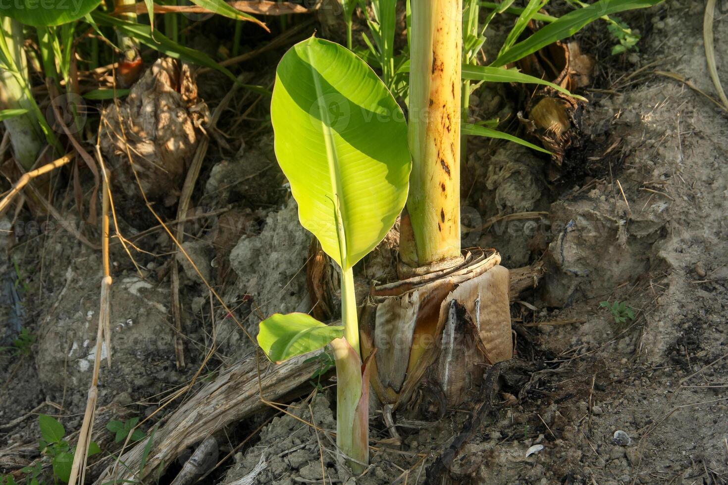 Banana tree saplings or shoots from banana plants that live around the parent plant photo