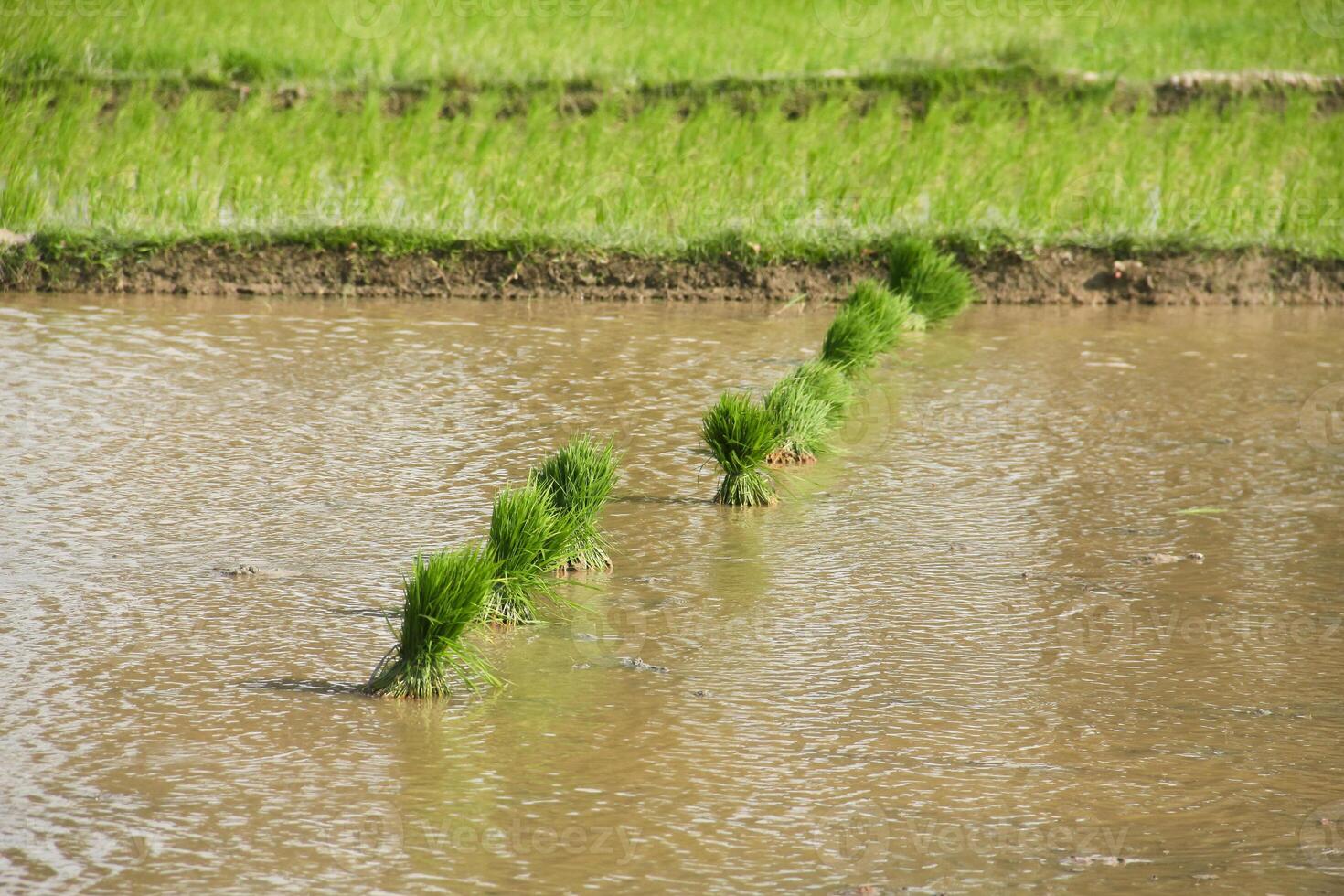 Rice fields planted with young rice that is ready to grow big photo