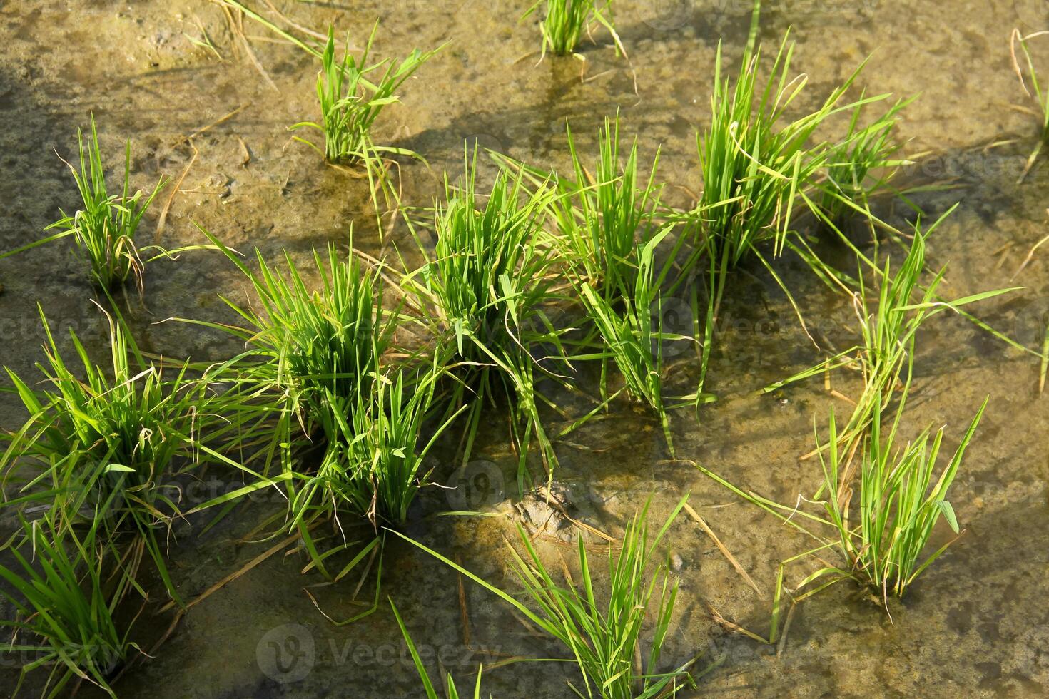 Rice fields planted with young rice that is ready to grow big photo