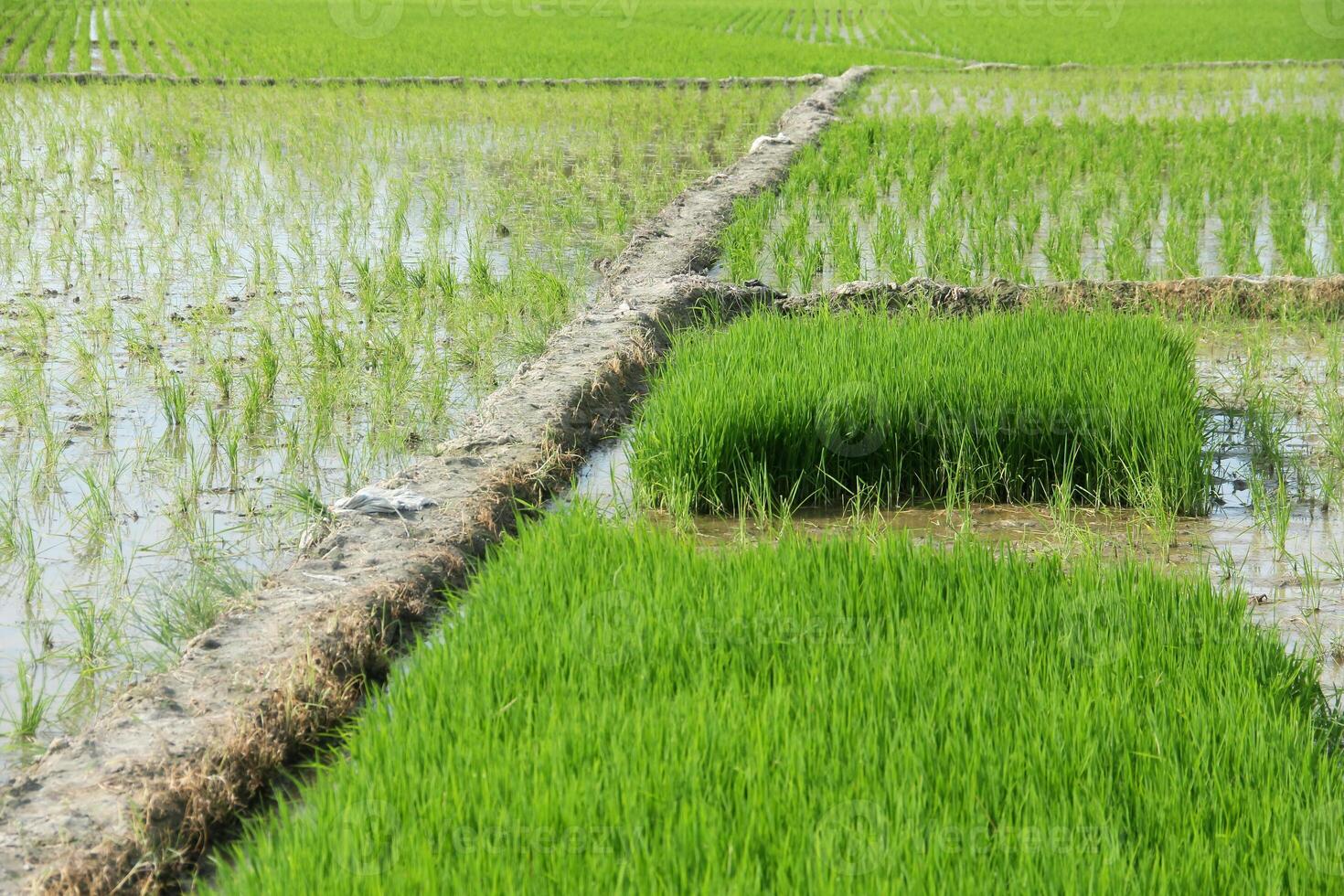Rice fields planted with young rice that is ready to grow big photo