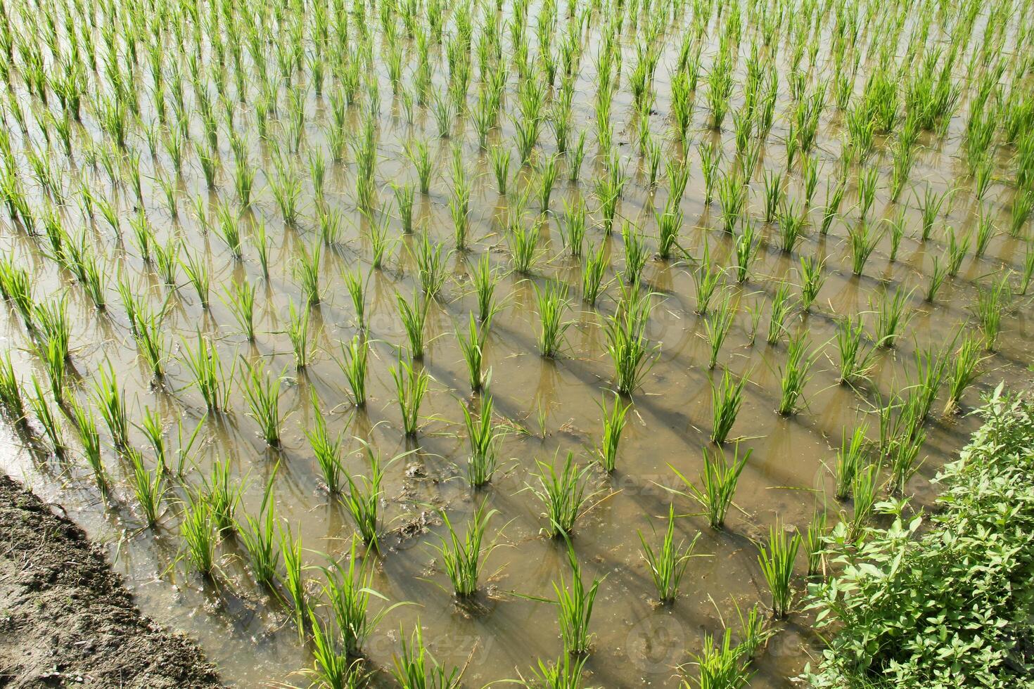 Rice fields planted with young rice that is ready to grow big photo