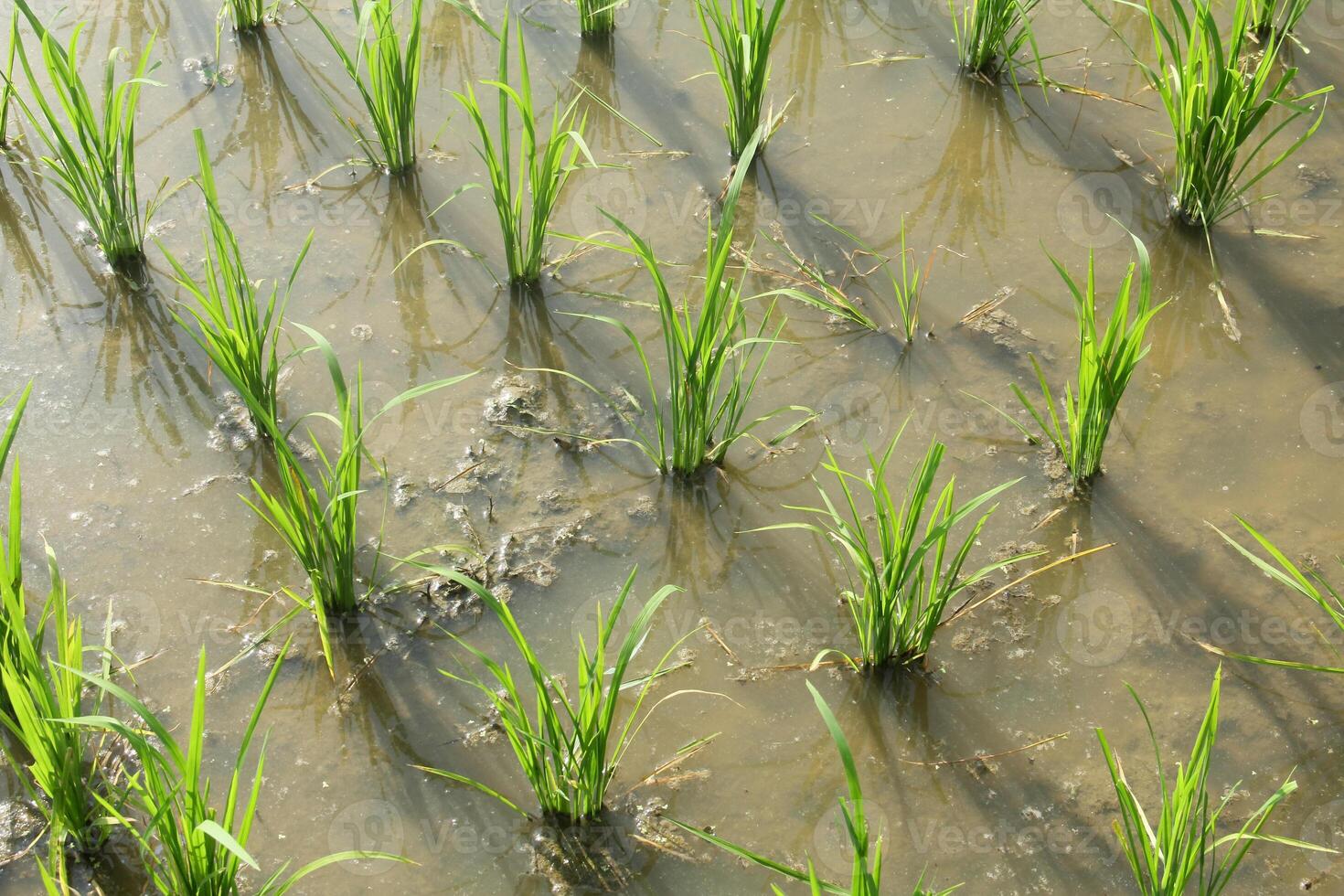 Rice fields planted with young rice that is ready to grow big photo